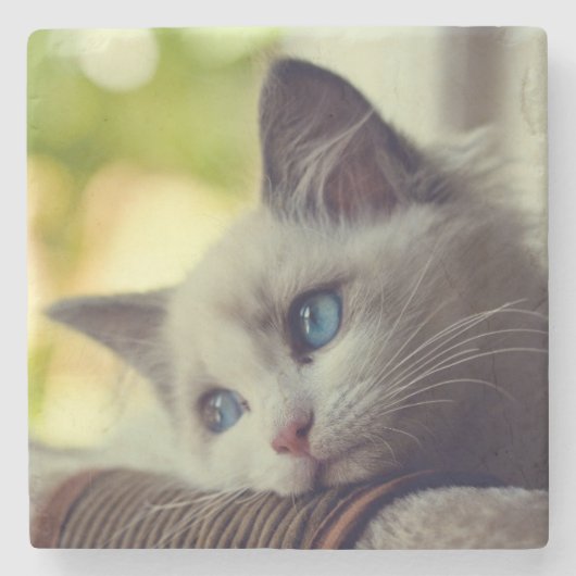 Dessous-de-verre En Pierre Chaton de Ragdoll (Devant)