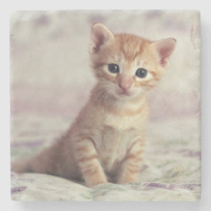 Dessous-de-verre En Pierre Chaton minuscule de gingembre