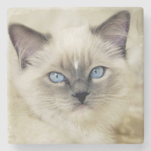 Dessous-de-verre En Pierre chaton Ragdoll