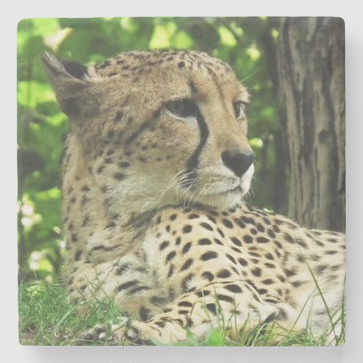 Dessous-de-verre En Pierre Cheetah (Devant)