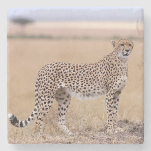 Dessous-de-verre En Pierre Cheetah