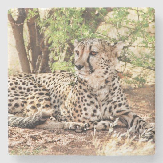 Dessous-de-verre En Pierre Cheetah (Devant)