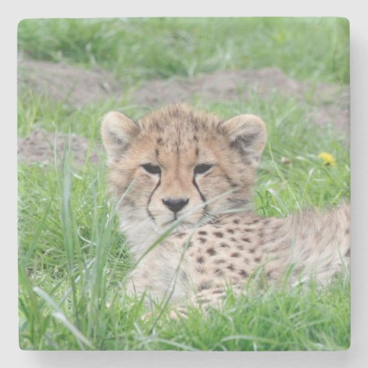 Dessous-de-verre En Pierre Cheetah 002 (Devant)