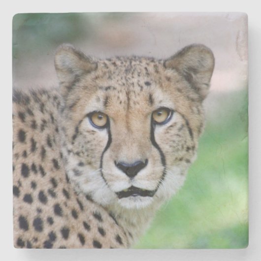 Dessous-de-verre En Pierre Cheetah 009 (Devant)