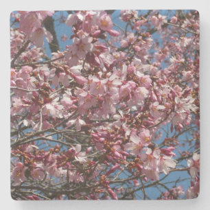 Dessous-de-verre En Pierre Cherry Blossoms et Blue Sky Spring Floral