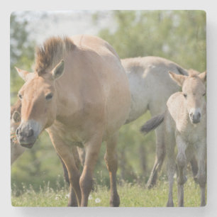 Dessous-de-verre En Pierre Cheval de Przewalski et poulain en marche