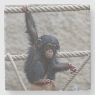 Dessous-de-verre En Pierre Chimpanzé 017