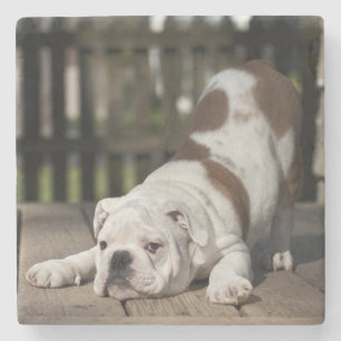 Dessous-de-verre En Pierre Chiot anglais de bouledogue