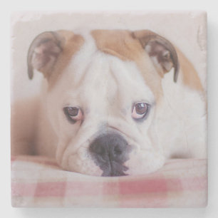 Dessous-de-verre En Pierre Chiot anglais timide de bouledogue