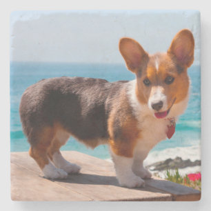 Dessous-de-verre En Pierre chiot Pembroke Welsh Corgi debout sur une table