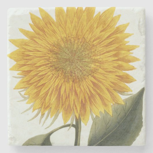 Dessous-de-verre En Pierre Chrysanthème Indicum de 'Pythanthoza Iconograph (Devant)