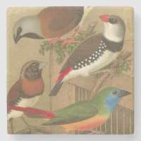 Cinq oiseaux de compagnie colorés perchés sur une