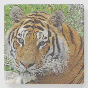 Dessous-de-verre En Pierre Closeup de tigre de Sibérie Photo du visage