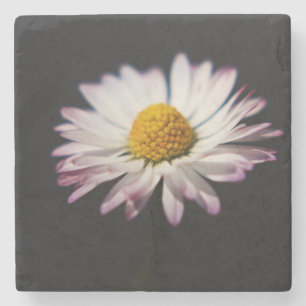 Dessous-de-verre En Pierre Coastère de la marguerite