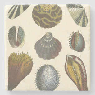 Dessous-de-verre En Pierre Collection de conchyliologie