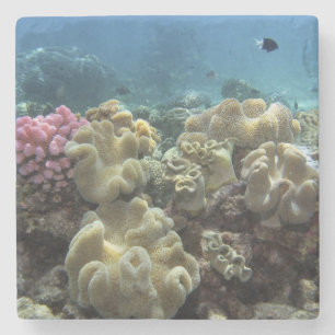 Dessous-de-verre En Pierre Corail, récif d'Agincourt, Grande Barrière de cora