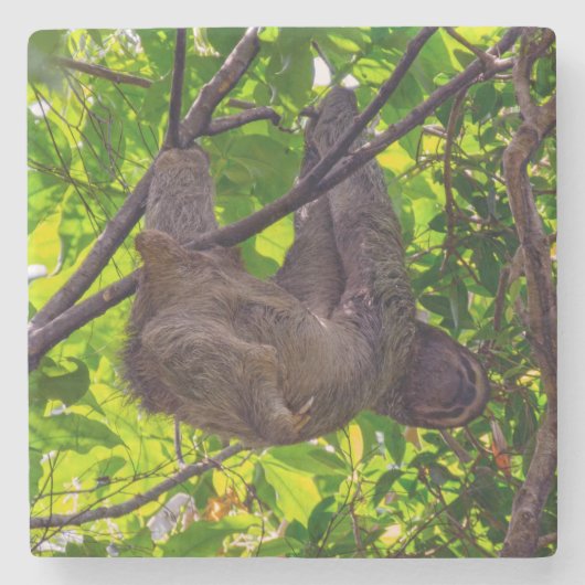 Dessous-de-verre En Pierre Costa Rica - Happy Lazy Sloth, Antonio Manuel NP (Devant)