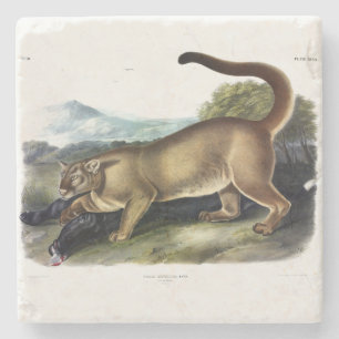Dessous-de-verre En Pierre Cougar ou Puma, Panther, Lion de montagne, Montagn