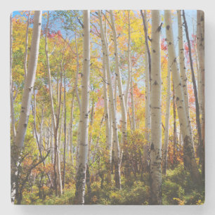 Dessous-de-verre En Pierre Couleurs d'automne des arbres d'Aspen 5