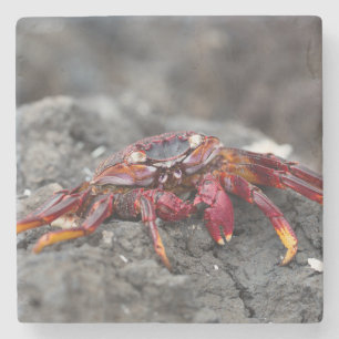 Dessous-de-verre En Pierre Crabe rouge
