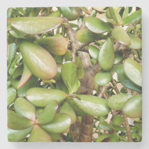 Dessous-de-verre En Pierre Crassula ovata