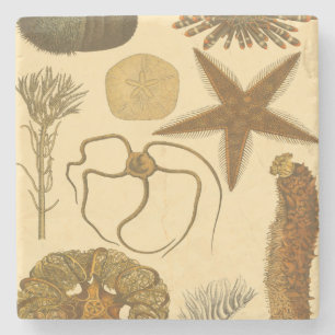 Dessous-de-verre En Pierre Créatures sous-marines de mer