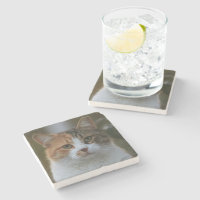 Créez Votre Propre Photo de Chat Personnalisée