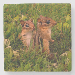 Dessous-de-verre En Pierre Cute Baby Chipmunks Animal Art