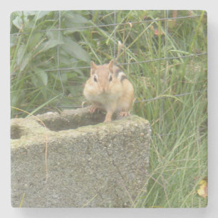 Dessous-de-verre En Pierre Cute Chipmunk