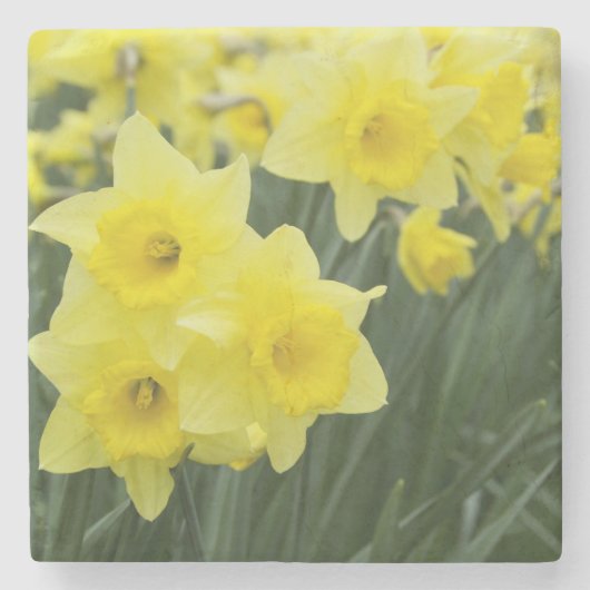Dessous-de-verre En Pierre Daffodils RF) (Devant)