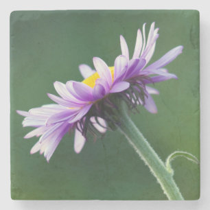 Dessous-de-verre En Pierre Daisy alpin