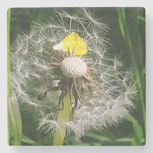 Dessous-de-verre En Pierre Dandelion mignon (Devant)