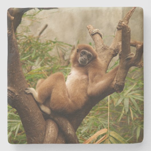 Dessous-de-verre En Pierre Dessous de verre Carré singe (Devant)