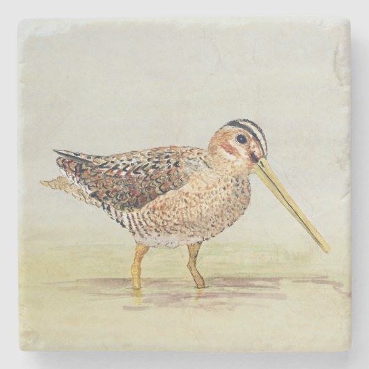 Dessous-de-verre En Pierre Dessous de verre de Snipe commun (Devant)