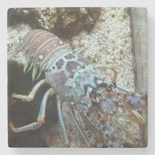 Dessous-de-verre En Pierre Dessous de verre en pierre à coque rigide (Devant)