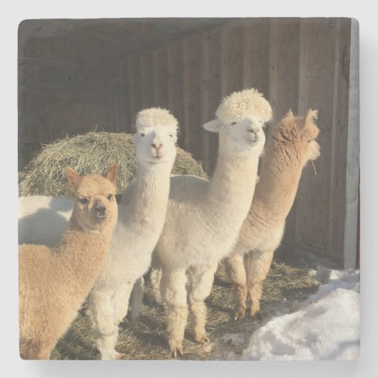 Dessous-de-verre En Pierre Dessous de verre en pierre - Alpacas au soleil d'h (Devant)