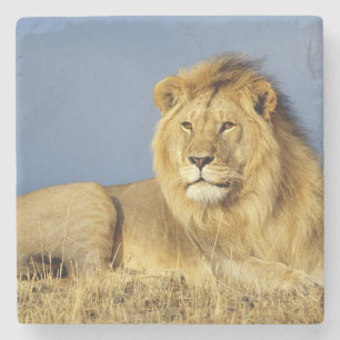 Dessous-de-verre En Pierre Dessous de verre en pierre de Lion
