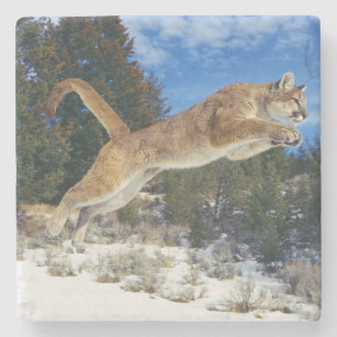 Dessous-de-verre En Pierre Dessous de verre en pierre de Lion de montagne