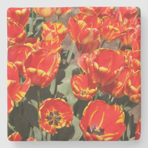 Dessous-de-verre En Pierre Dessous de verre en pierre des Tulipes rouges