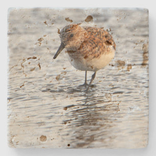 Dessous-de-verre En Pierre Dessous de verre en pierre photo d'oiseau de plage