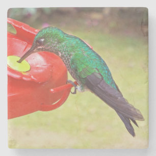 DESSOUS-DE-VERRE EN PIERRE DESSOUS DE VERRE EN PIERRE/SAUVETAGE D'OISEAU HUMM