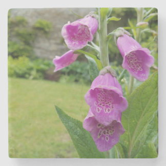 Dessous-de-verre En Pierre Dessous de verre Fleurs Foxglove