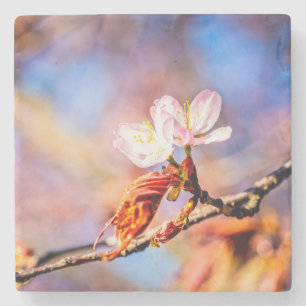 Dessous-de-verre En Pierre Deux magnifiques fleurs de Sakura. Fond rose et bl