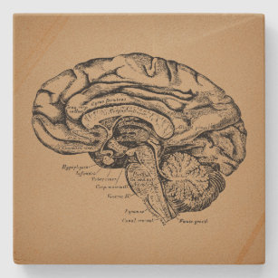Dessous-de-verre En Pierre Diagramme du cerveau Vintage Antique Art Anatomiqu