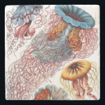 Dessous-de-verre En Pierre Discomedusae d'Ernst Haeckel<br><div class="desc">Un motif créé avec une illustration scientifique vintage par le biologiste allemand Ernst Haeckel</div>
