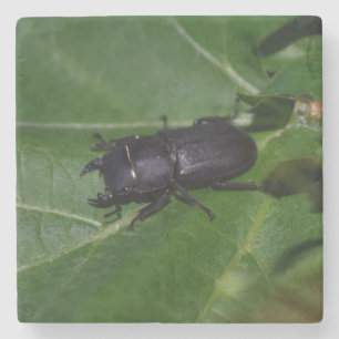 Dessous-de-verre En Pierre Dorcus parallelipipedus, le petit lucane