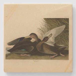 Dessous-de-verre En Pierre Dusky Duck - de John Audubon's Birds of America