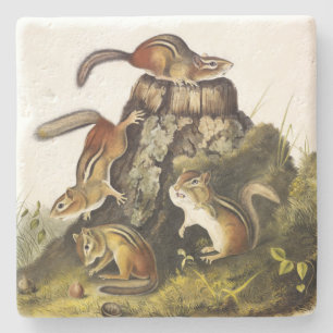 Dessous-de-verre En Pierre Écureuil à écorce ( Chipmunk oriental ) par Audubo