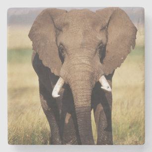 Dessous-de-verre En Pierre Éléphant de savane d'Afrique