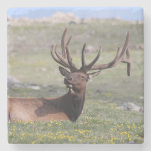 Dessous-de-verre En Pierre Elk dans le Parc national des Rocheuses